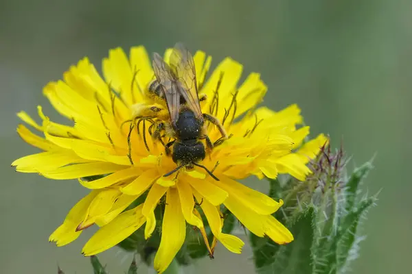 stock image Detailed closeup on a female great banded furrow bee, Halictus scabiosae on a yellow flower