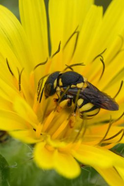 Natural closeup on a small European rotund resin bee, Anthidiellum strigatum in a yellow flower clipart