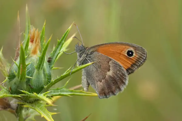 stock image Detailed closeup on a European small Heath butterfly, Coenonympha pamphilus with closed wings