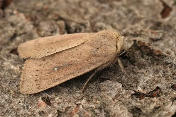 Stock image Natural detailed closeup on a European owlet moth, Mythimna sicula, sitting on wood