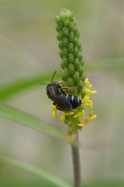 Natural closeup on a dark black end banded furrow bee, Halictus on yellow flowers of Plantago maritima clipart