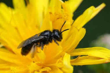 Kıllı, siyah tüylü bir arıya doğal renklerle yakın plan, sarı Helminthotheca Echioides yaban çiçeği üzerindeki Panurgus.