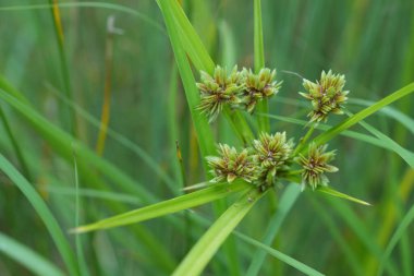 Uzun düz çim ya da fındık otlarının olgunlaşmamış tohum kutularının doğal detaylı çekimleri, Cyperus eragrostis
