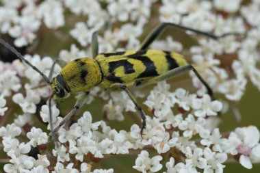 Sarı renkli yuvarlak boyunlu uzun boynuzlu bir böceğin doğal yakın çekimi, Klorophorus varius beyaz bir havuç çiçeği üzerinde