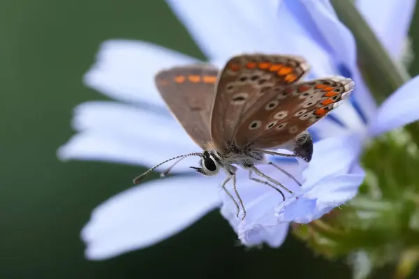 stock image Natural colorful closeup on a European Brown Argus butterfly, Aricia agestis on a lightblue wild chicoree wildflower with open wings