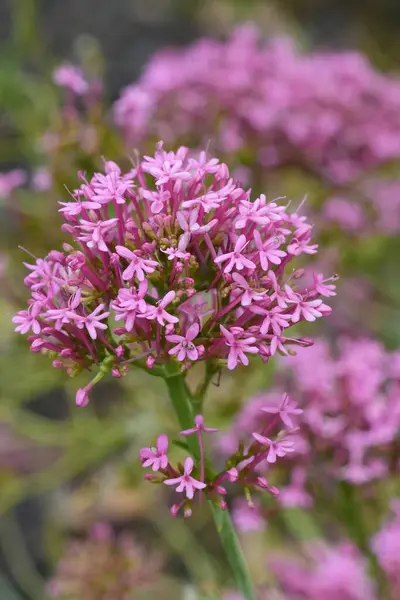 stock image Natural vertical colorful closeup on a rich and pink flowering Red Valerian wildflower, Centranthus ruber, in the Gard, France