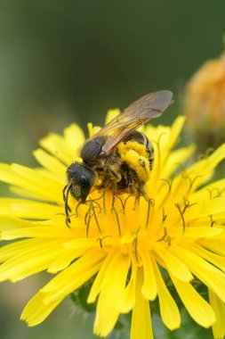 Halictus Helminthotheca ekoidlerinden sarı polen topluyor.