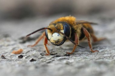 Avrupalı erkek bir Akdeniz maden arısı Andrena variabilis 'in ön cepheden detaylı görüntüsü