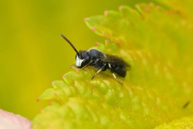 Natural closeup on a hyaline spatulate, masked bee, Hylaeus hyalinatus on a green leaf in the garden clipart