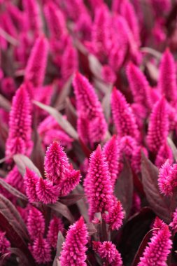 Detailed vertical closeup on the colorful purple flowerheads of the Wheat Celosia spicata , Mystic shades variety clipart