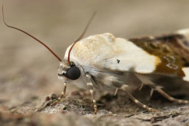 Solgun omuzlu baykuş güvesinin doğal detaylı görüntüsü, Acontia Lucida tahtada oturuyor.