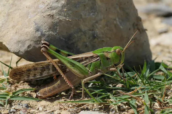 stock image Natural closeup on a large green and black colored European European, Migratory Locust, Locusta migratoria, hiding from the burning Mediterranean sun behind a stone.