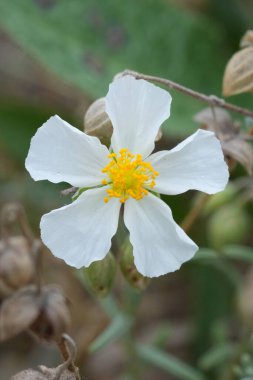 Natural vertical closeup on the white fragile flower of the European white rock-rose, Helianthemum apenninum clipart