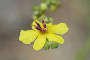 Fransa 'nın Gard kentindeki Verbascum sinuatum' da deniztarağı yapraklı ya da dalgaboyu yaban çiçeğinin kırılgan sarı çiçeğinin doğal detaylı görüntüsü.