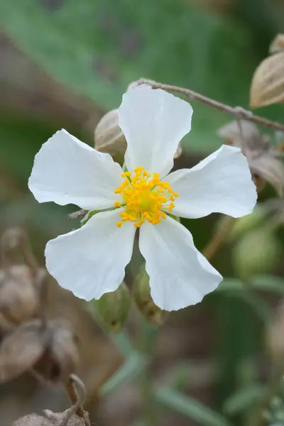 stock image Natural vertical closeup on the white fragile flower of the European white rock-rose, Helianthemum apenninum