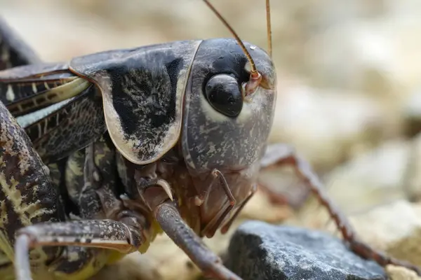 stock image Natural facial closeup on a large dark colored European Southern wartbiter or White-faced Bush-Cricket, Decticus albifrons, sitting on the ground