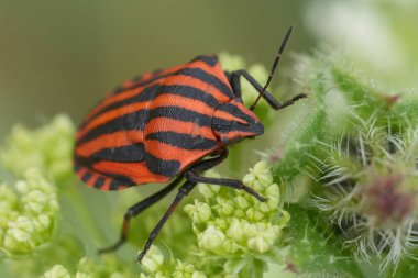 Parlak kırmızı İtalyan çizgili ya da ozan böceği Graphosoma italicum Shieldbug 'a doğal renklerle yakın plan.
