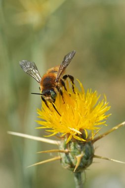 Natural vertical closeup on a male European golden-tailed woodborer, Lithurgus chrysurus on a yellow Centaurea solstitialis clipart