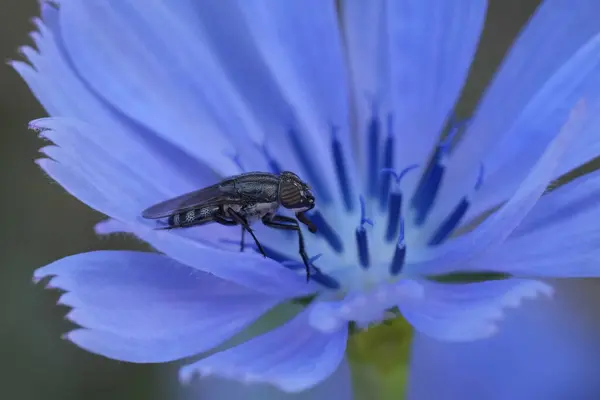 stock image Natural colorful Closeup on a European Locust blowfly, Stomorhina lunata in a blue wild chicory wildflower, Cichorium intybus