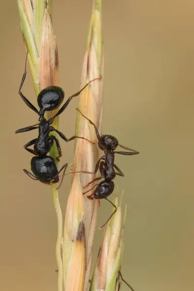 stock image Natural closeup on 2 European harvester ants, Messor capitatus from the Gard, France