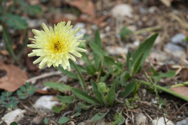 Natural low angle, full plant close up on a yellow flowering European Smooth Golden Fleece wildflower, Urospermum dalechampii clipart