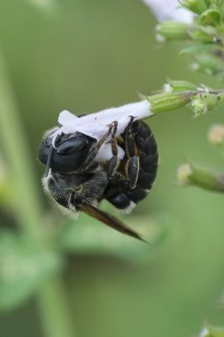 Detailed closeup on a European female mason bee, Osmia dimitiata drinking nectar form a Calamintha nepeta flower clipart