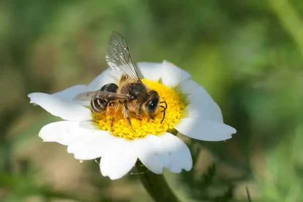 stock image Natural detailed closeup on female yellow legged mining bee, Andrena flavipes sitting on a white and yellow flower in the Gard, France