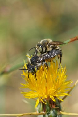 Çiftleşen bir erkek ve dişi Akdeniz altın kuyruklu orman arısı, sarı bir Centaurea gündönümü çiçeğinin üzerindeki Lithurgus chrysurus 'a doğal olarak yakın çekim.