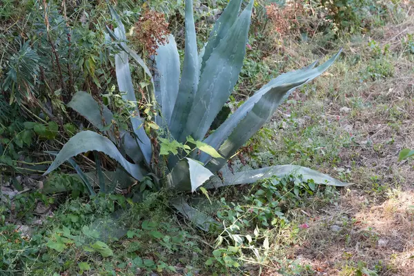 stock image Natural closeup on a large bue to green Agave plant growing in the wild in Gard, France