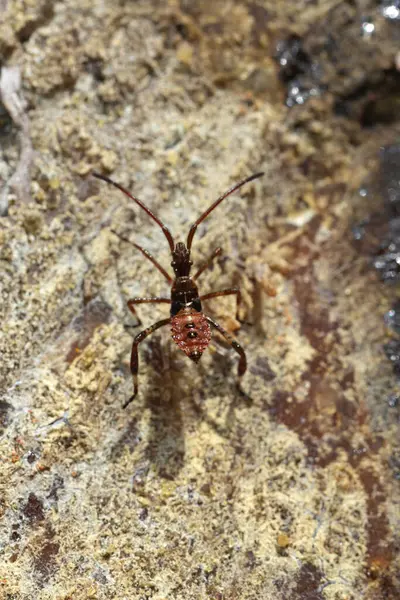 Stock image Natural closeup on a nymph of the western conifer seed bug, Leptoglossus occidentalis on wood