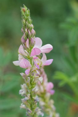 Natural vertical closeup on a pink flower of the Sainfoin wildflower, Onobrychis viciifolia clipart