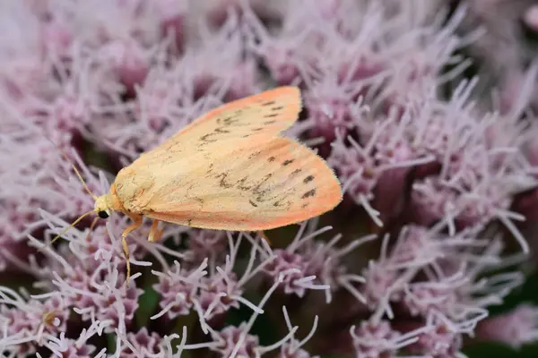 stock image Natural colorful closeup on a European pink colored Rosy Footman moth, Miltochrista miniata on a Eupatorium cannabinum flower