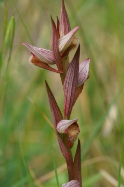 Kırmızı renkli uzun dudaklı orkideye doğal dikey yakın plan, yeşil, bulanık arka plana karşı Serapias vomeracea