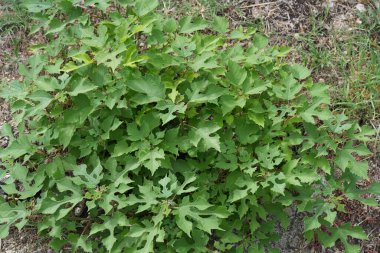 Fransa 'nın Gard kentindeki Broussonetia papyrifera' da yeşil renkli bir çalıya yakın plan çekilmiş.