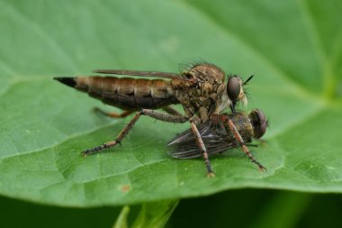 Natural detailed closeup on a Brown Heath Robberfly, Tolmerus cingulatus, eating predating on another fly in the garden clipart