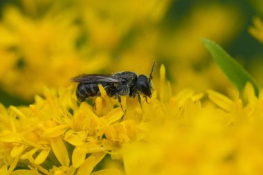 Küçük, karanlık, yalnız bir arı olan Stelis Breviuscula 'nın sarı Solidago çiçekleri üzerindeki doğal detaylı görüntüsü.