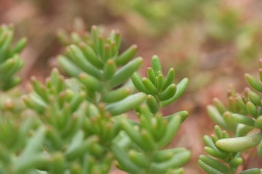 Güney Fransa 'da White Stoncrop ve Sedum albümlerinin etli yaprakları üzerine doğal seçici odaklanma