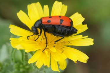 Natural closeup on a colorful red Four dotted blister beetle, Mylabris quadripunctata, on a yellow flower in the field clipart