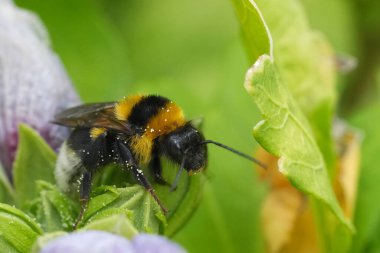 Avrupa kraliçesi yaban arısına doğal renklerle yakın plan, yeşil yapraklı Bombus hortumu, Gard, Fransa