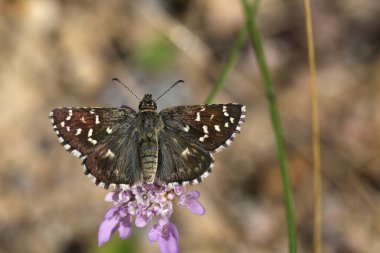 Detailed natural closeup on a European Southern Grizzled Skipper butterfly, Pyrgus malvoides with spread wings on a scabious flower clipart