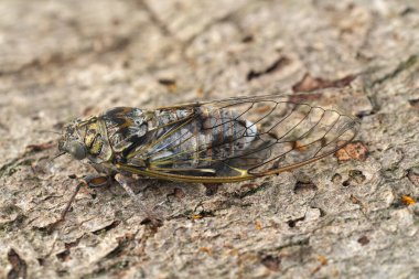 Fransa 'nın Gard kentinden geniş bir Avrupa Ortak Alanı ya da Ash Cicada orni broşürüne ayrıntılı olarak yakın plan