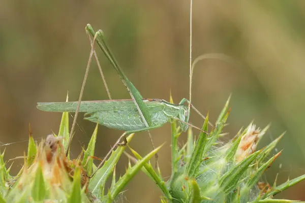 stock image Natural closeup on a European long horned Lily Bush-cricket, Tylopsis lilifolia hiding in vegetation