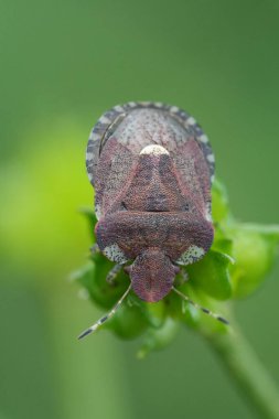 Detailed closeup on a small European bedstraw bug, Dyroderes umbraculatus against a blurred green background clipart