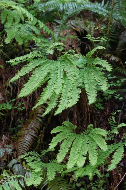 Aleutian bakireleri eğreltiotunun taze yeşil yapraklarına doğal olarak yakın plan, Adiantum aleuticum bir Oregon ormanında, ABD