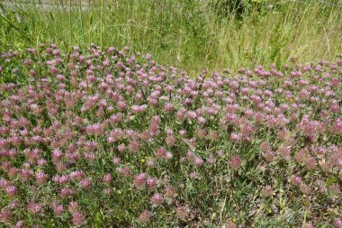 Oregon 'daki Trifolium hirtum, Kuzey Amerika' daki gül yoncalarının çiçek açması üzerine doğal bir yakın plan.