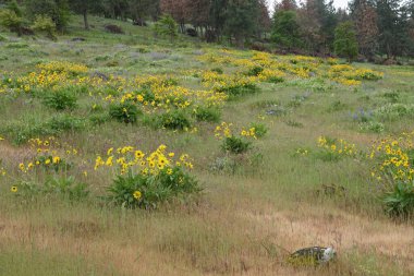 Natural colorful idyllic wide-angle landscape on black-eyed susan wildflowers blossoming in a meadow , Columbia river Gorge, The Dalles, Oregon