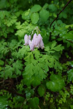 Natural closeup on a blossoming Western bleeding heart wildflower plant, Dicentra formosa, at Columbia river gorge, Oregon