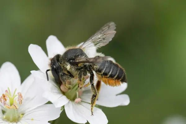 stock image Natural closeup on a female Patchwork leafcutter solitary bee, Megachile centuncularis, visiting a white Geranium pyrenaicum flower in the garden