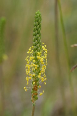 Natural vertical natural closeup on a yellow flowering goose tongue, sea or seaside plantain, Plantago maritima clipart