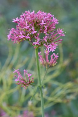 Kızıl Valerian kır çiçeğinin, Valeriana yakutunun ya da Centranthus ruberinin pembe çiçeğinin doğal yakın çekimi.